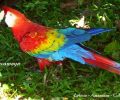 Amazonas Colombia 