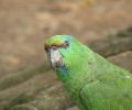 Amazonas Colombia 