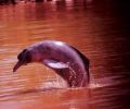 Amazonas Colombia 