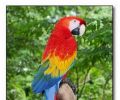 Amazonas Colombia 