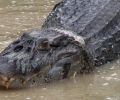 Amazonas Colombia 