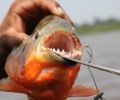 Amazonas Colombia 