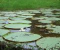 Amazonas Colombia 