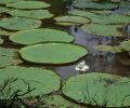 Amazonas Colombia 