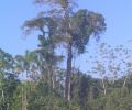 Amazonas Colombia 