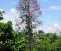 Amazonas Colombia 