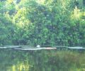 Amazonas Colombia 