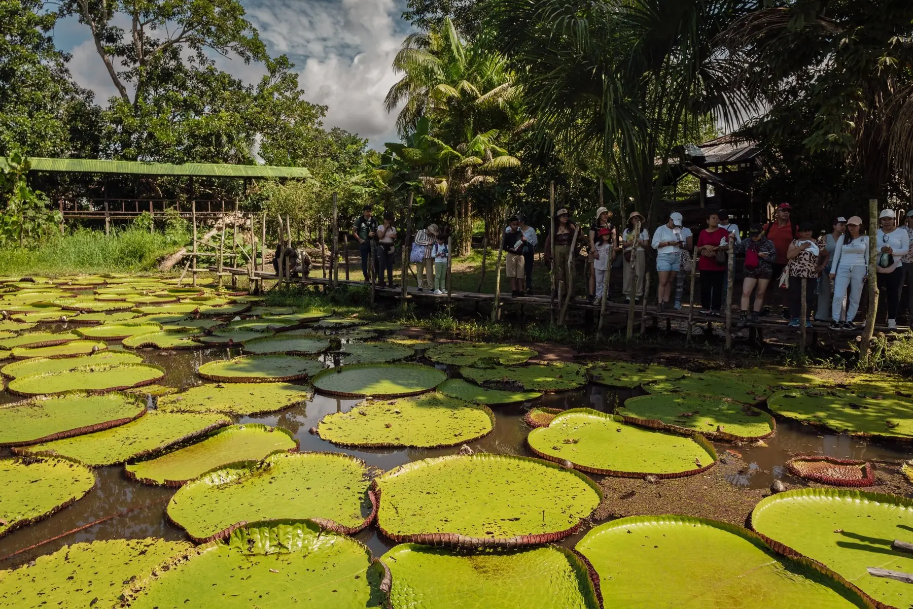 Viajeros junto a la Victoria Regia en la Amazonía colombiana